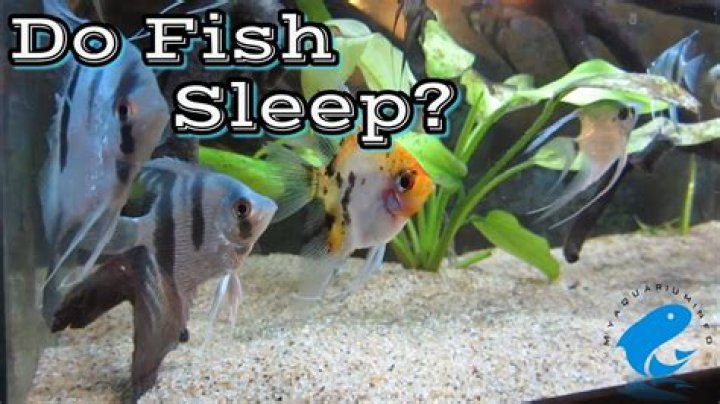 Do fish sleep in fish tanks