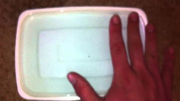 Do fleas die in soapy water