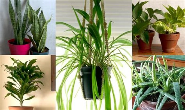 Do foggers kill houseplants