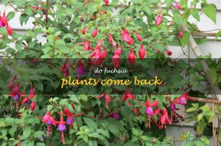 Do fuchsia plants come back