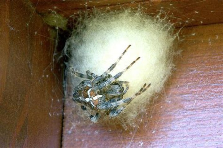 Do garden spiders lay eggs