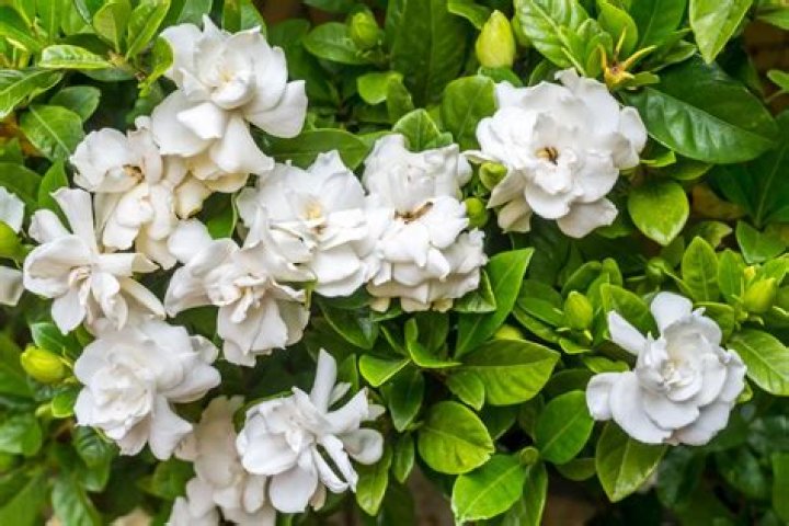 Do Gardenias grow in Dallas