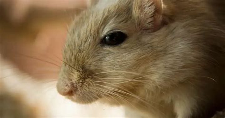 Do gerbils drop their tails