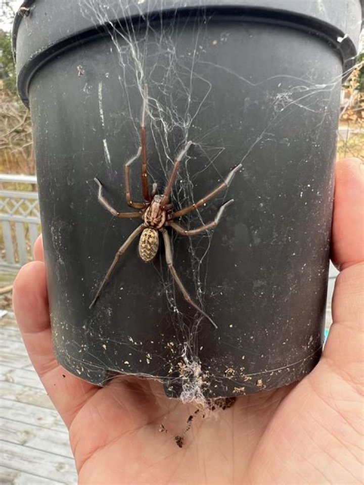 Do giant house spiders bite