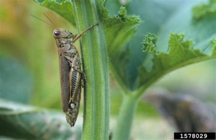 Do grasshoppers eat banana trees