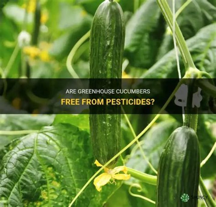 Do greenhouse cucumbers have pesticides