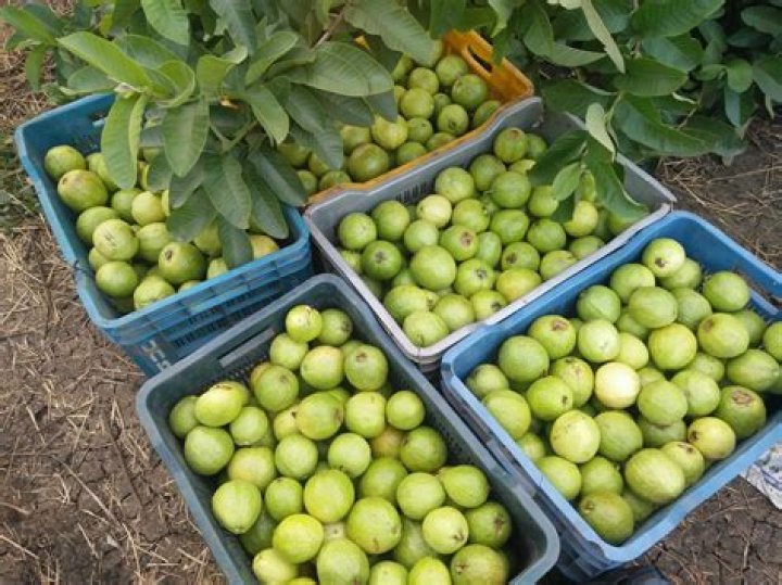 Do guavas grow in Australia