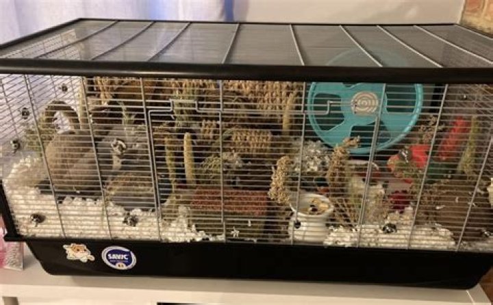 Do hamsters need a big cage