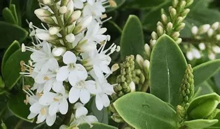 Do hebes lose their leaves