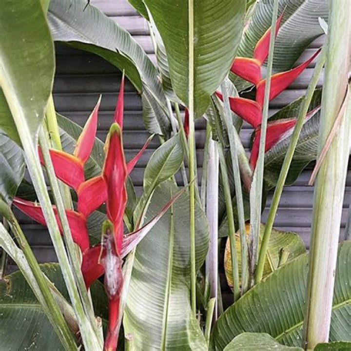 Do heliconias like full sun