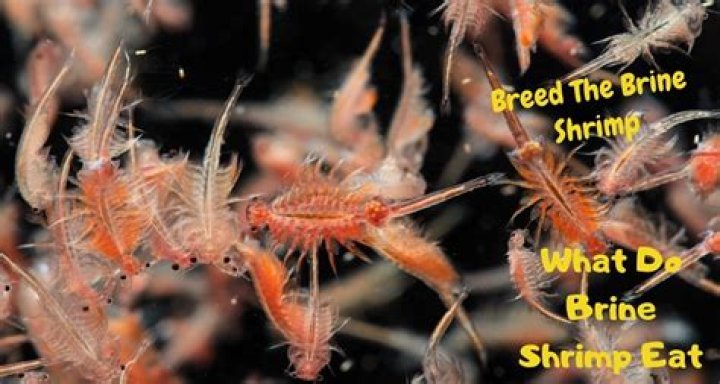 Do humans eat brine shrimp