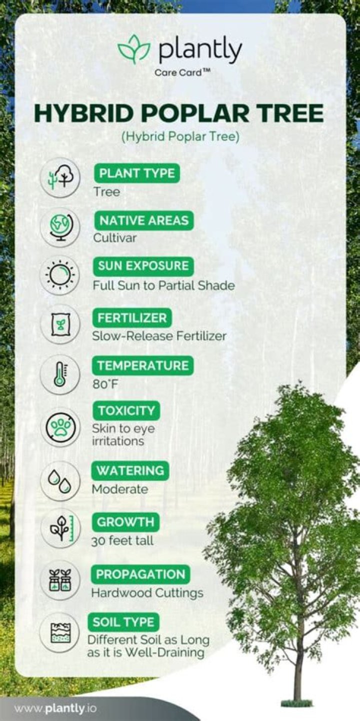 Do hybrid poplars reproduce