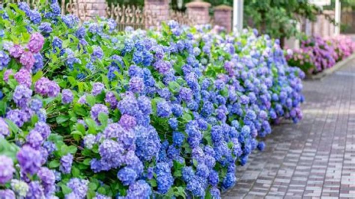 Do hydrangeas grow in Maine