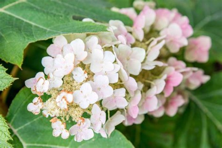 Do Hydrangeas have leaves year round
