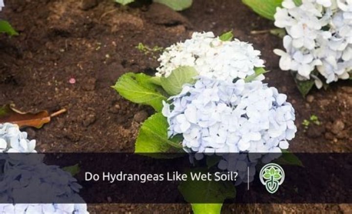 Do Hydrangeas like wet soil