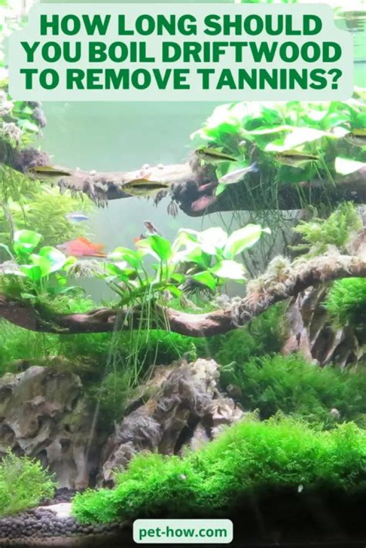 Do I need to boil driftwood