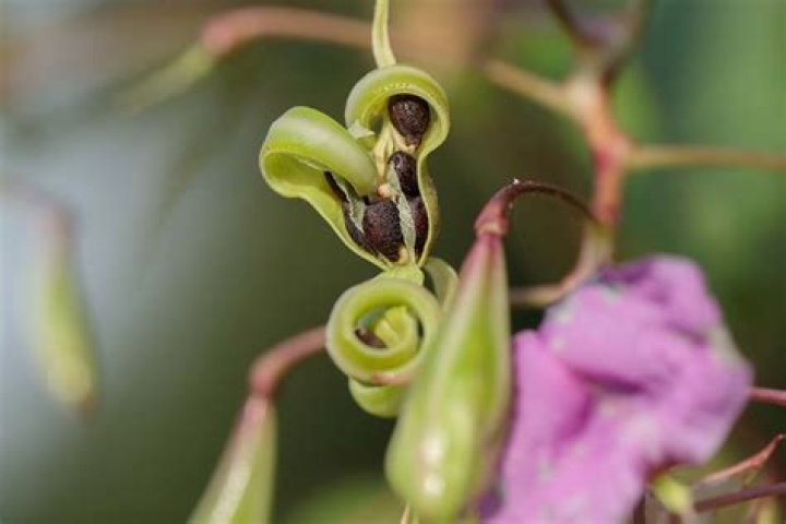 Do impatiens have seed pods