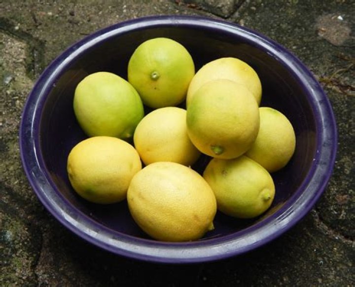 Do key limes grow in Florida