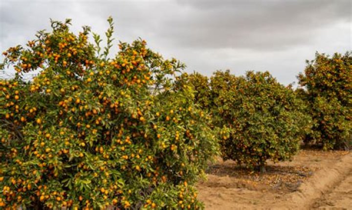 Do kumquats grow in Florida