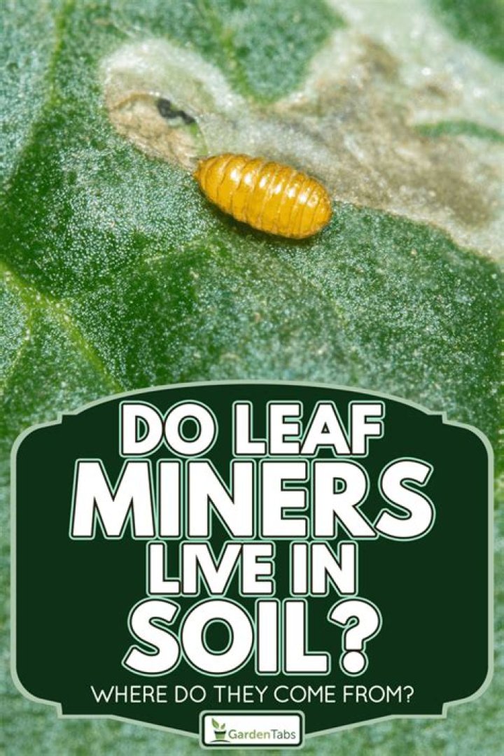 Do leaf miners live in soil