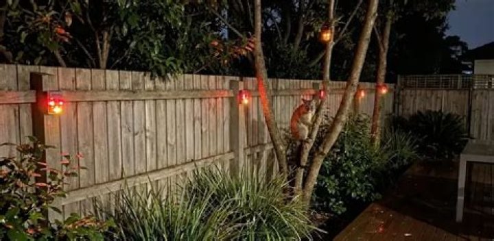 Do lights keep possums away