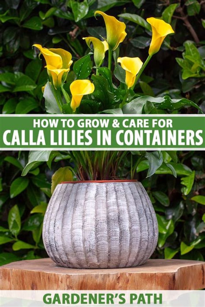 Do lilies grow well in pots