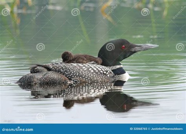Do loons carry their babies