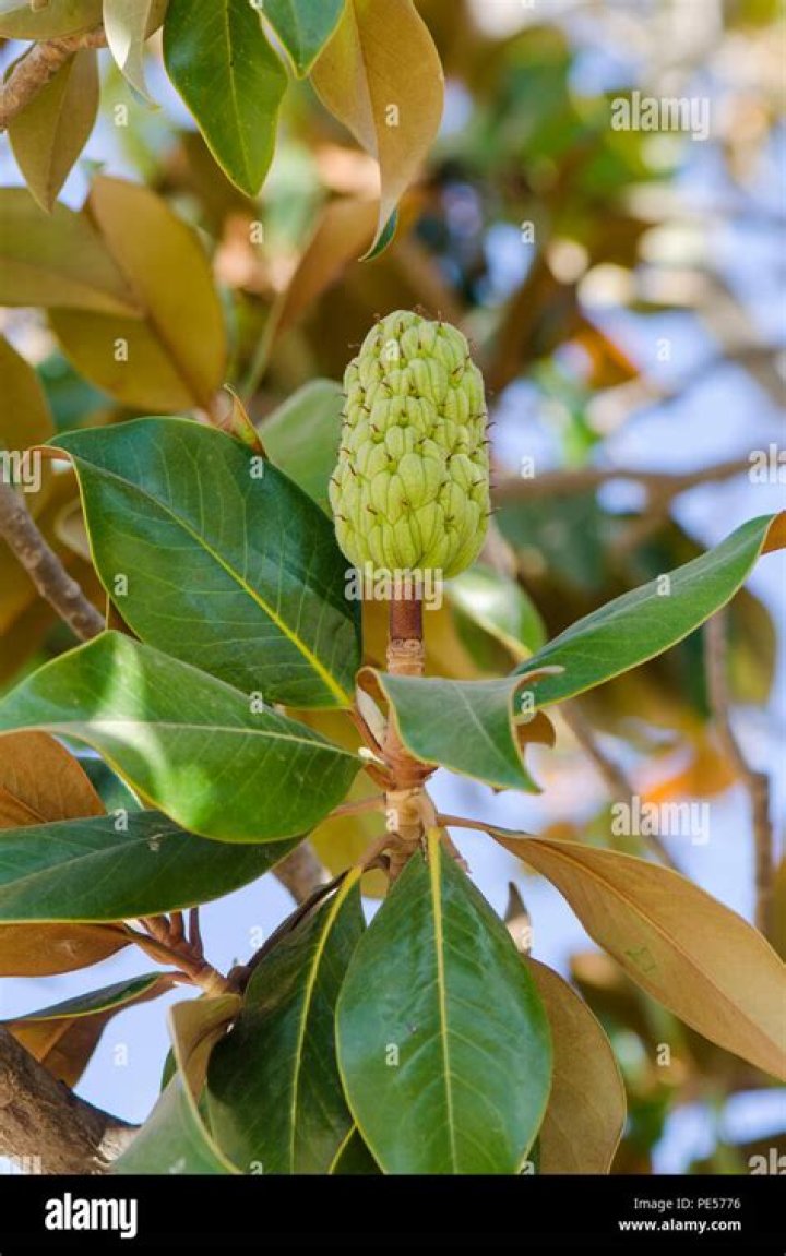 Do magnolias have seed pods