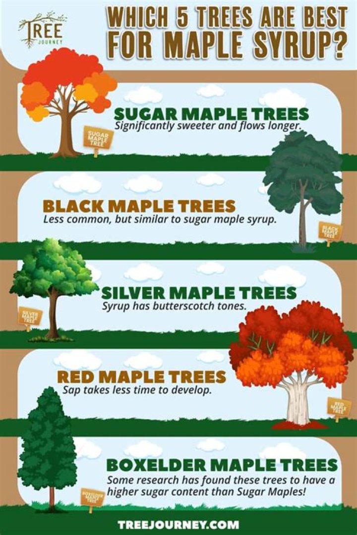 Do maple trees give off sap