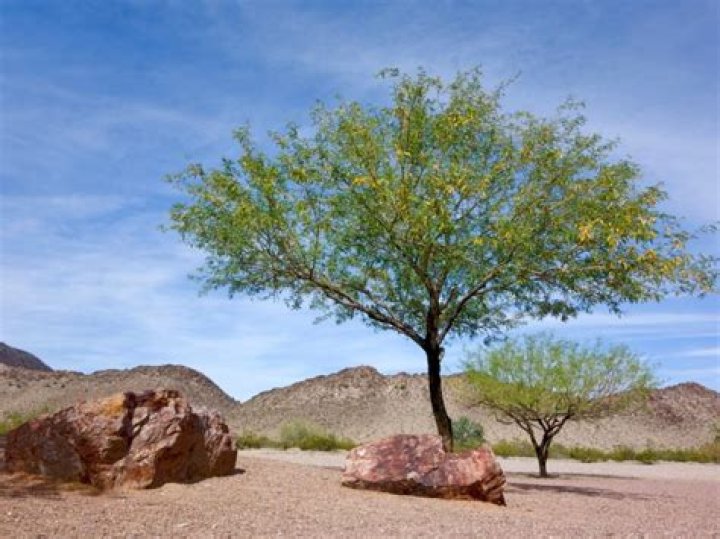 Do mesquite trees grow fast