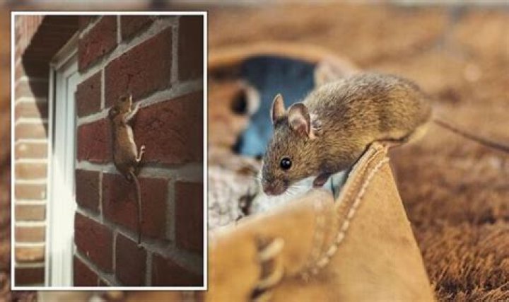 Do mice leave your house during the day