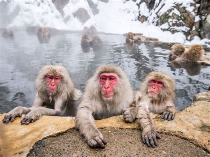 Do monkeys live in the snow