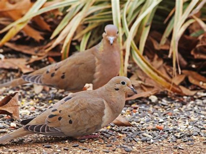 Do mourning doves migrate