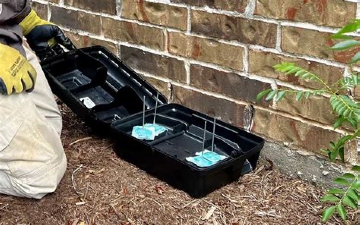 Do mouse bait stations work
