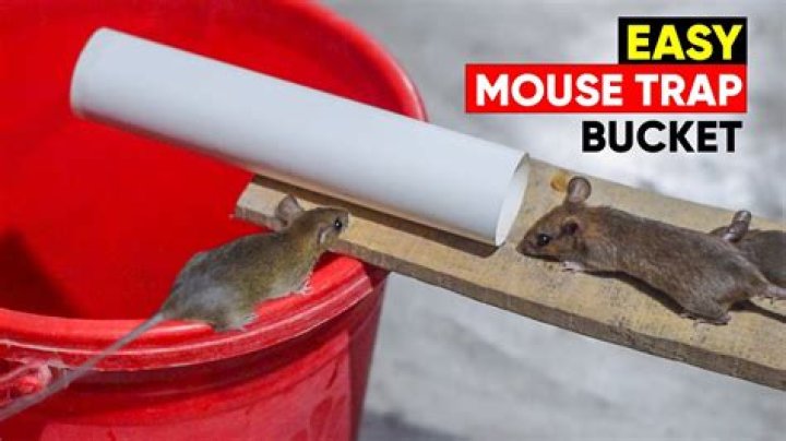 Do mouse trap buckets work