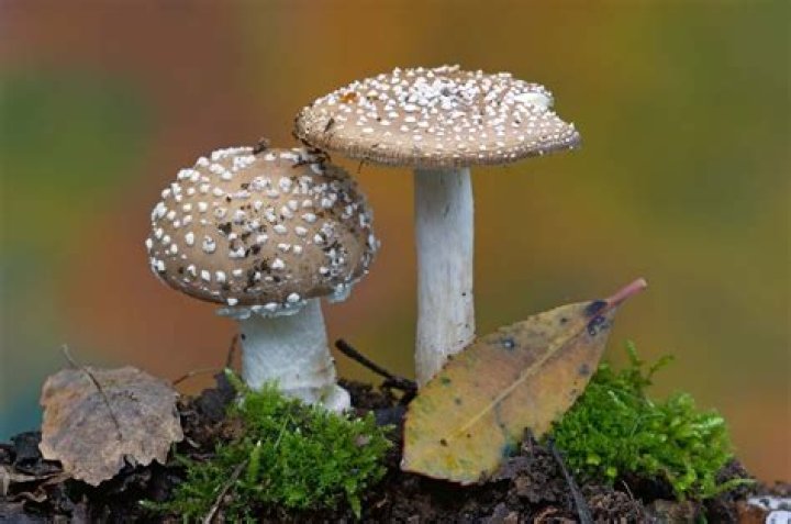 Do mushrooms have parasites