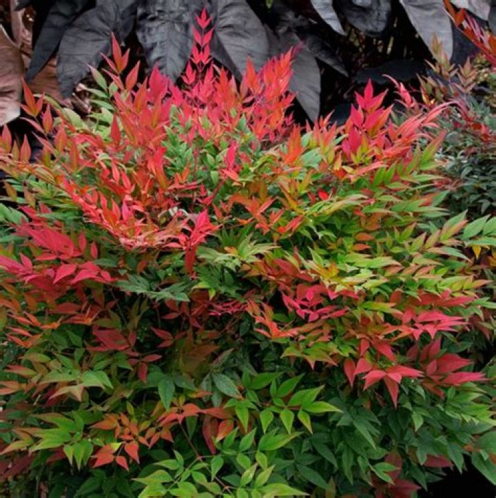 Do nandina have deep roots