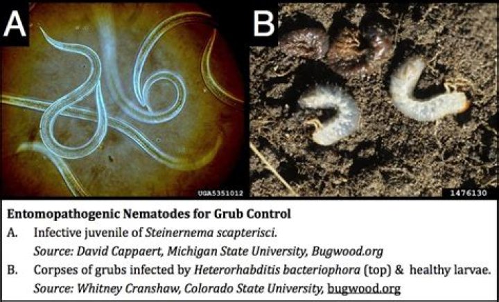 Do nematodes work for grubs