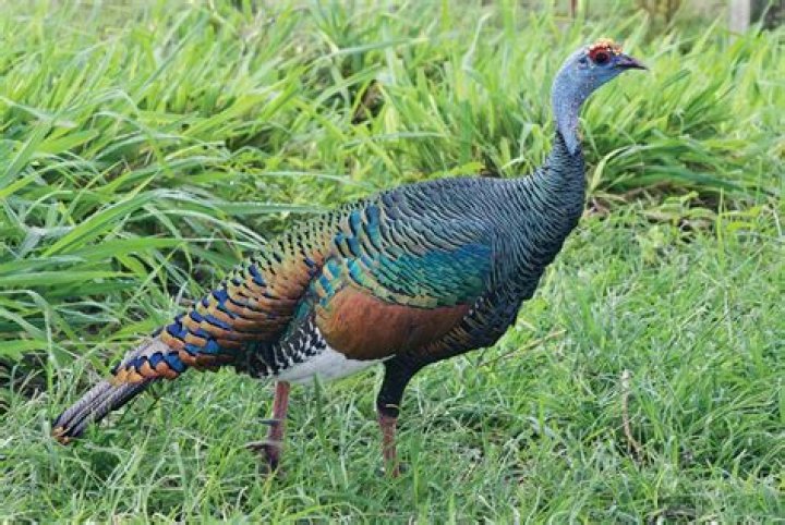 Do ocellated turkeys gobble