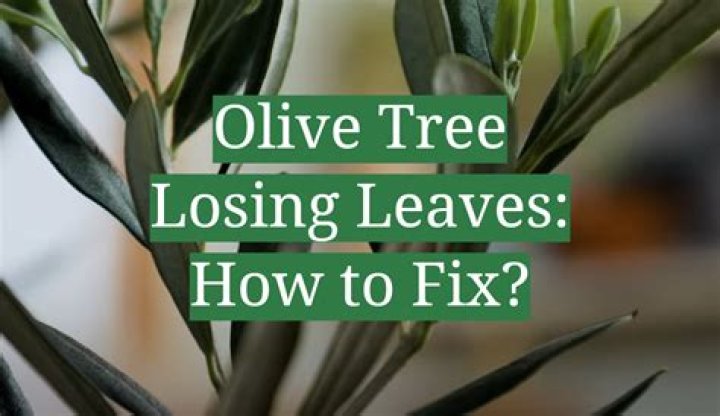 Do olive trees lose their leaves in the fall