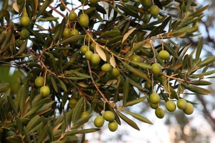 Do olives ripen on the tree