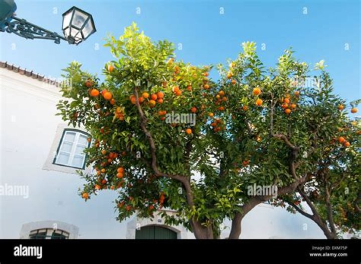Do oranges grow in Portugal