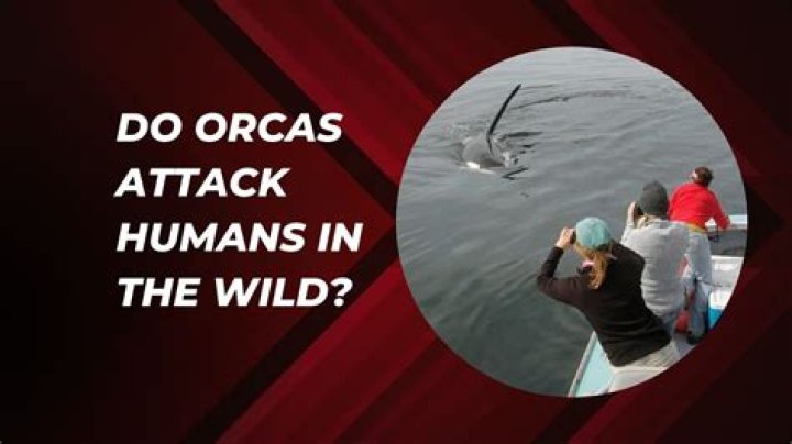 Do orcas attack humans in the wild