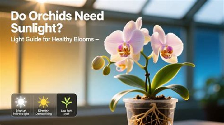 Do orchids require sunlight
