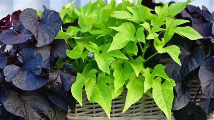 Do ornamental sweet potato vines grow potatoes