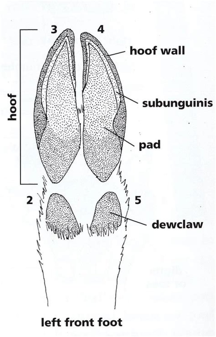 Do paw paws like deer