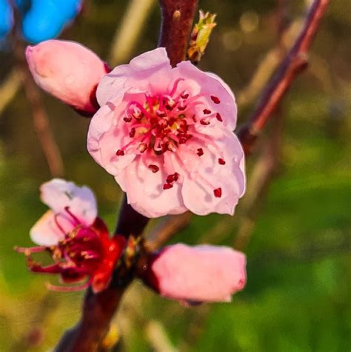 Do peach trees have flowers