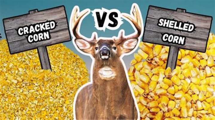 Do people eat cracked corn