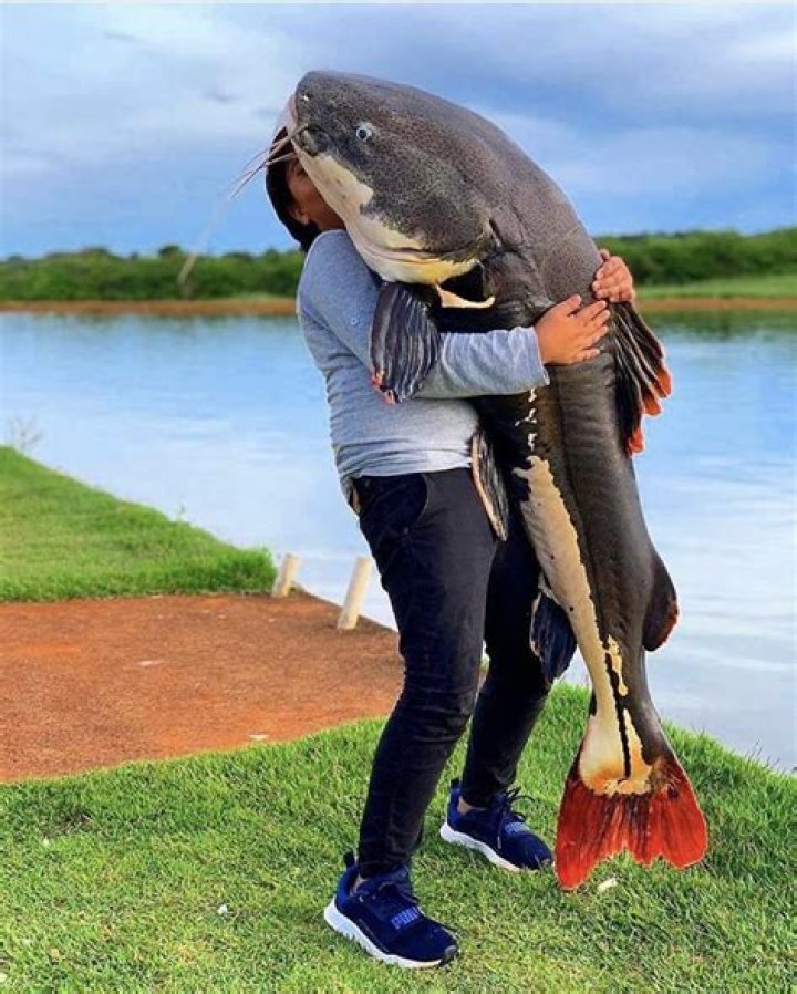 Do people eat red tail catfish