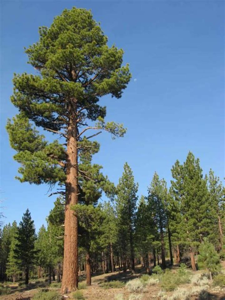 Do pines grow in California